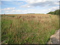 Looking across a wheatfield towards the reservoir