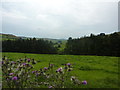 Thistles and view towards Hammerton Knowl