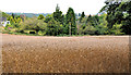 Barley field near the Giant