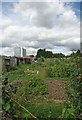 Allotments by the Prittlewell Brook