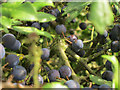 Sloes by Hubbards Hill