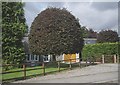 Beehive topiary, Annesley Grove