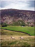 NY3431 : Sheep above the Caldew, late summer by Karl and Ali