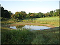 Pond at Callington Road nature reserve