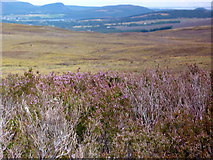 NH5190 : Heather and moorland by sylvia duckworth