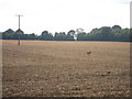 Field by Holbeam Road