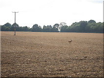TQ9654 : Field by Holbeam Road by Oast House Archive