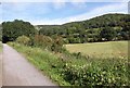 Towards Cheddar Wood