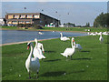Swans at Dovercourt boating lake