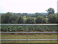 Fields near Hendon Farm