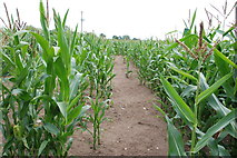 SJ8215 : Field of Maize near High Onn Wood by Mick Malpass