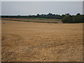 Wheat field by Eastling Road