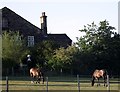 Horses grazing in the paddock to the front of Balderstone Hall, Mirfield