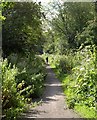 Jogger on the Strawberry Line