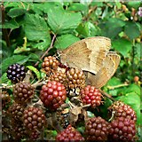SU0292 : Butterflies and blackberries, Rigsby's Lane, Minety by Brian Robert Marshall