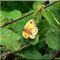 Butterfly and nettles, Rigsby