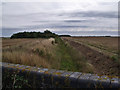 Catchwater Drain, Ewerby Fen