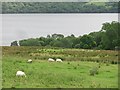 Fields above Loch Tay