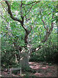 TQ8512 : Chestnut Tree in Mallydams Wood by Oast House Archive