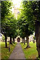 Tree lined path to St Michael and All Angels Church