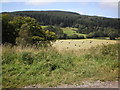 SD3394 : Grizedale valley view by Peter S