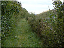 SK6047 : Footpath alongside the clay pit by Alan Murray-Rust