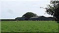 Grazing sheep, Southfield