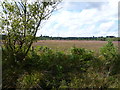 Week Common, heathland