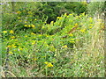 Golden Rod (Solidago virgaurea), Flouse Hole