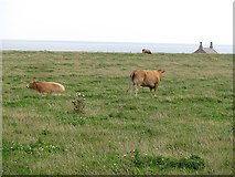 NU2517 : Cattle, Howick by Richard Webb