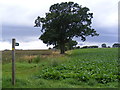 Footpath to Shop Street & New Road