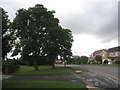 Trees on Winslow Drive, Immingham