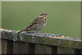 HP6414 : Tree Pipit (Anthus trivialis), Norwick by Mike Pennington