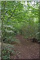 Path Through Hadleigh Great Wood