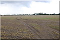 Tracks across field, near White