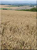 SU0355 : Wheat, Urchfont Hill by Derek Harper