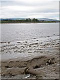 NS8593 : River Forth near Cambus by William Starkey