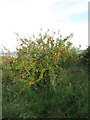 Apple Tree, Whitehawk Hill