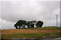 Copse by Udny Station