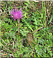 TF7511 : Stemless thistle (Cirsium acaule) by Evelyn Simak