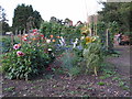 Allotment Flowers