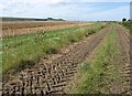 Bridleway near Conock