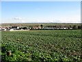 View across the low lying fields of  the Wantsum Channel