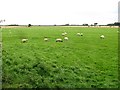 NU1831 : Grazing sheep, Elford by Richard Webb