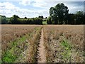 Footpath through the barley