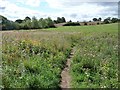 Footpath through thistles