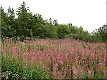 NS9771 : Willow herb near Hilltop House by Richard Webb