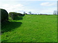 Hedge and pasture near Morpeth