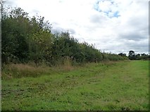 SE3835 : Hedge along southern edge of grassy field by Christine Johnstone