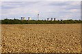 SU4695 : Wheatfield near Marcham Mill by Steve Daniels
